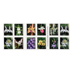 U.S. 2021 Wild Orchids Framed Forever Stamps